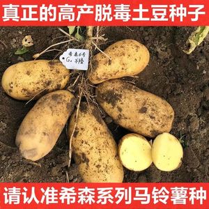 山东高产土豆种荷兰15黄心大土豆种子马铃薯种子脱毒原种非转基因