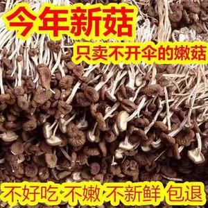 新货茶树菇干货500g农家自产精选古田茶树菇不开伞包邮香菇茶薪菇