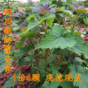 四川新鲜藿香食用藿香盆栽原土霍香苗五香叶鱼香大茴香味_阿里巴巴找