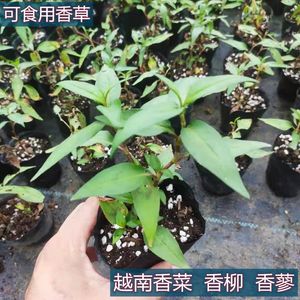 香柳 越南香菜盆栽苗 香蓼可食用香草植物 好养易活 带土发货