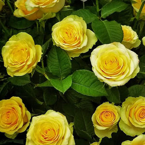 黄玫瑰种子四季种植物庭院绿植盆栽花卉种子黄色玫瑰花种子