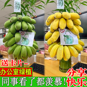 禁止蕉绿整串带杆芭蕉办公室水培小米香蕉新鲜插花绿植焦虑banana