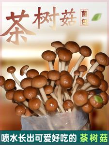 茶树菇菌包盆栽家种菌菇香菇菌种家庭新鲜菌棒食用袋装蘑菇种植包