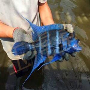 野生萨伊蓝六间鱼苗三湖慈鲷鱼观赏鱼伊巴卡布隆迪热带鱼龙鱼配鱼