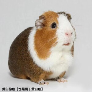 泰国小香猪迷你宠物活物猪荷兰猪小型萌宠幼崽粉猪疫