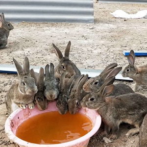 小兔子活物宠物兔活体可选公母一对大型肉兔活苗家养幼兔苗小白兔