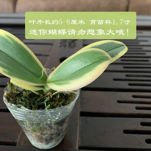 蝴蝶兰迷你金边洋兰花矮种金叶蔓越莓冬带花苞名贵盆栽花卉植物草