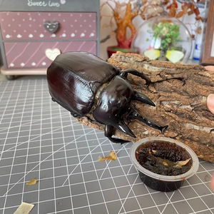 中国大锹中大锹甲锹形虫独角仙宠物甲虫幼虫成虫昆虫活体兜虫爬虫