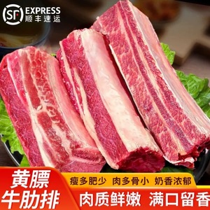 黄膘牛排骨新鲜原切牛肋排带肉条草原谷饲黄牛肉可商用冷冻带骨