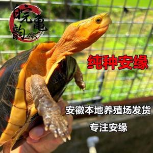 安徽皖南外塘纯种三黄北种黄喉拟水龟小青苗安缘大头草龟乌龟活体