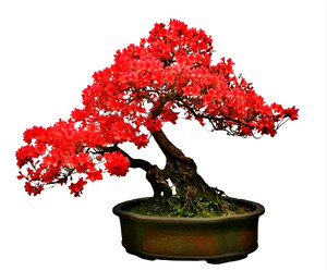 国旗红杜鹃熟桩客厅阳台庭院造型绿植花卉盆景盆栽映山红树桩包邮