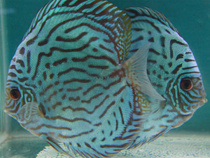 2-8cm老虎狗七彩神仙鱼苗神仙鱼活体热带鱼活体观赏鱼活体