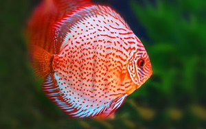 2-8cm七彩神仙鱼苗神仙鱼活体豹点热带鱼活体观赏鱼活体