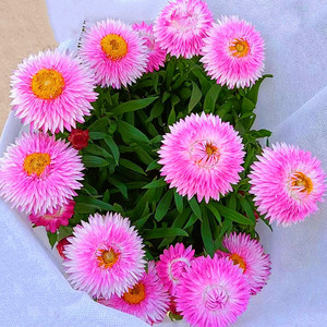 麦秆菊盆栽腊菊成品带花阳台庭院多年生宿根花园植物耐寒年宵花卉