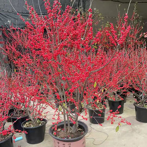 北美进口冬青盆栽红果树苗带果客厅阳台庭院花卉年宵花植物鲜花苗