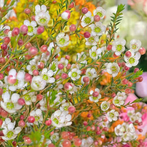 进口澳洲腊梅盆栽带花苞小老桩梅花树苗室内庭院阳台耐寒木本植物