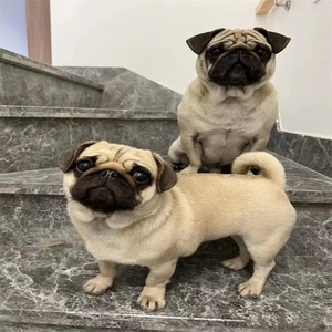 纯种巴哥幼犬活体小型犬灰色八哥犬家庭犬哈巴狗双血统巴哥宠物狗