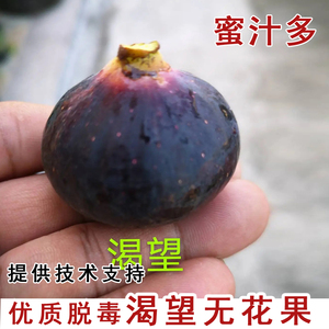 紫果渴望无花果树苗紫色糖心无花果苗耐寒庭院南北方种植当年结果