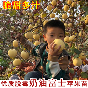 奶油富士苹果树苗嫁接黄金苹果苗庭院盆栽地栽南北方种植果树果苗