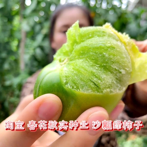 300人付款淘宝贼不偷西红柿种子绿西红柿洋柿子水果东北绿番茄四季