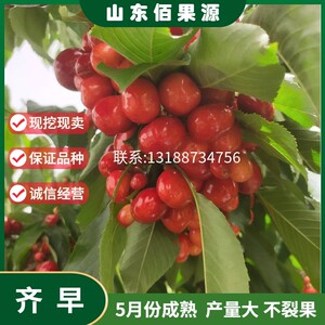新品种特大果早熟奇早种植苗南北方嫁接樱桃齐早种植树苗地栽庭院