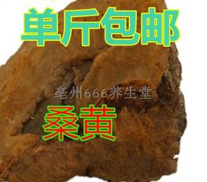 中药材桑黄正宗野生树桑黄切块磨粉500克 店另有长白山灵芝树舌