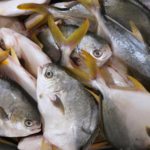 野生金鲳鱼新鲜 鲜活金鲳鱼冷冻平鱼海鲜鱼类海鱼金昌鱼550g