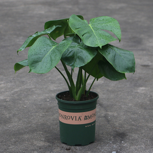 00172人付款淘宝植物私生活 |龟背竹 北欧室内观叶植物ins绿植新家