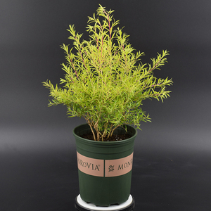 千层金黄金香柳