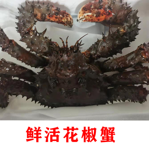 北京闪送 1斤单价 2-4斤现货 鲜活花椒蟹 帝王蟹 鲜活海鲜水产