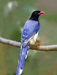 缅甸长尾巴山鹊种蛋受精蛋观赏鸟宠物鸟鹊鸡鹊鸟长山鹊鸟蛋可孵化