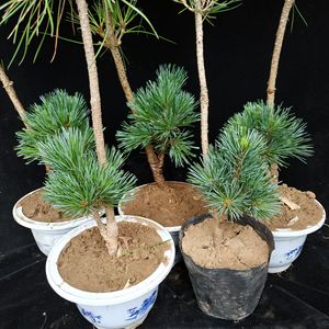 短针五针松盆景矮霸小苗九重瑞祥宫岛大板松瑞祥五针松黑松原生苗