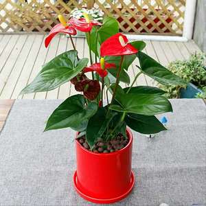 红鹅掌花-淘宝拼多多热销红鹅掌花货源拿货 - 阿里巴巴货源