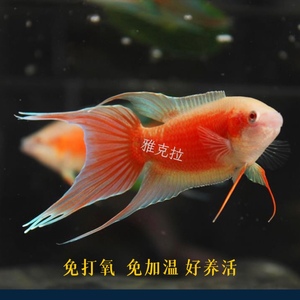 中国斗鱼白化红胭脂红冷水淡水活体耐活好养观赏鱼鱼苗免加温懒人