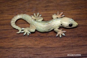 日本奇谭俱乐部出品蜥蜴,壁虎系列单卖——疣尾蜥虎(模型)