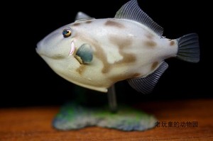 绝版 日本yujin出品原色海水鱼图鉴2代单卖—绿鳍马面鲀