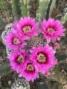 折墨虾 锦照虾 仙人球鹿角柱属 3公分多无根侧芽 河北秋的