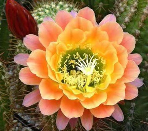 杏光辉 仙人球毛花柱 5公分10公分侧芽 河北秋的花园