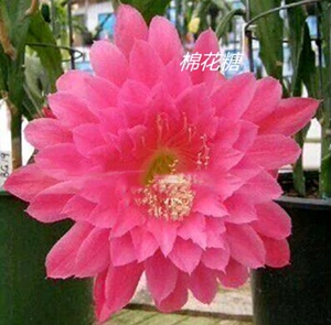 棉花糖 令箭荷花kiwi 15公分枝条 河北秋的花园