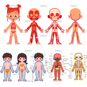 yl06儿童卡通男女人体系统器官骨骼神经结构图解剖图矢量设计素材