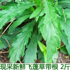 白马兰 野蒿千张草飞蓬草新鲜小飞蓬 一年蓬女菀白头蒿牙根消草