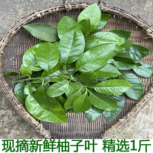 现摘柚子叶当天采摘包邮新鲜柚子树叶新鲜柚子叶碌柚叶柚子叶包邮