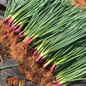 3914人付款淘宝四季红根小香葱种子盆栽葱种红葱小葱