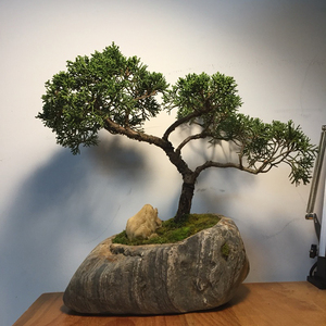 天然石头花盆花器绿萝菖蒲桌面盆景 铜钱草水培无孔 多肉植物盆