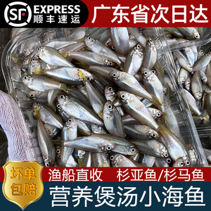 杉亚鱼杉马鱼新鲜冷冻潮汕海鲜水产生鲜煲汤小海鱼三哑鱼衫马鱼
