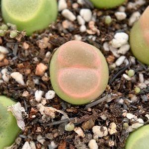 肉锥o泡 1798.78 拉登体编号毛o泡 一物一拍苏西的花园