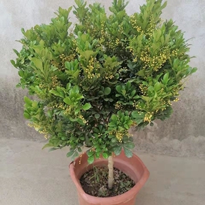米兰花植物独杆
