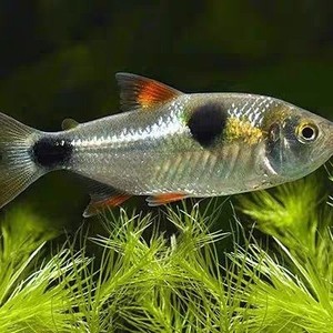 马克吐司鱼进口鱼野生鱼活体马克土司小型猛鱼观赏鱼热带 小型鱼