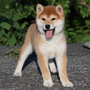 出售日本柴犬纯种幼犬活体宠物狗家庭犬小型犬家养柴犬幼犬狗狗