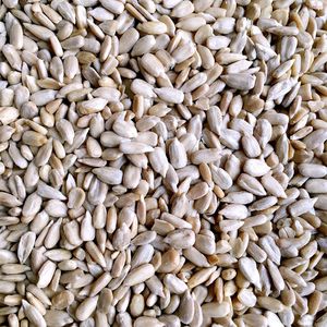 瓜子仁(生 脱壳) 赛鸽信鸽鸽饲料宠物仓鼠鸟食鸽子粮5斤多省包邮